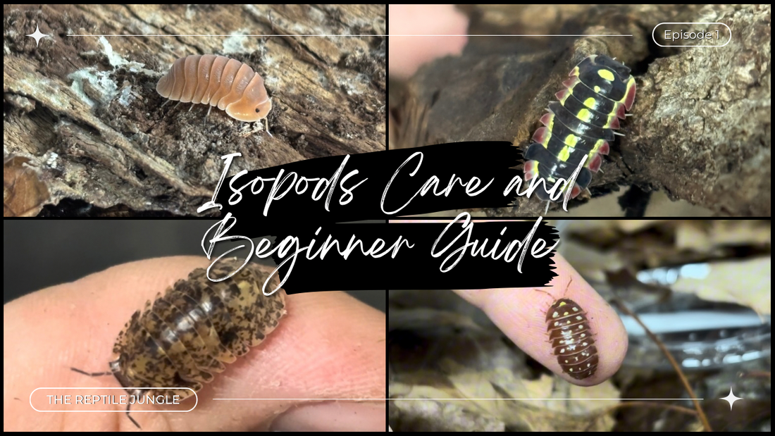 The Complete Beginner's Guide to Keeping Isopods