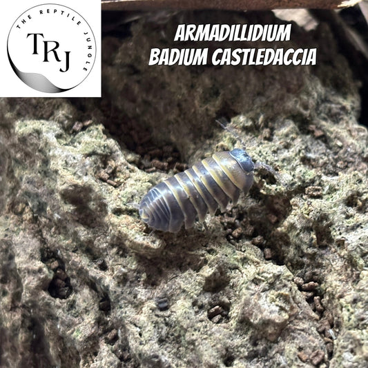 Armadillidium badium Castledaccia Isopods