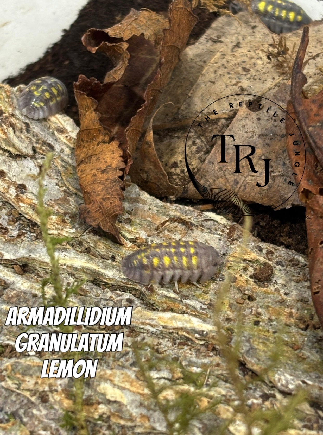 Armadillidium granulatum Lemon Isopods