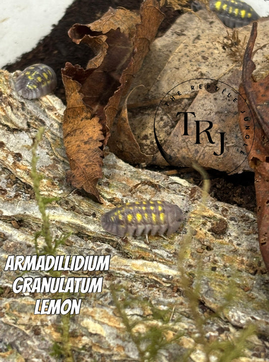 Armadillidium granulatum Lemon Isopods