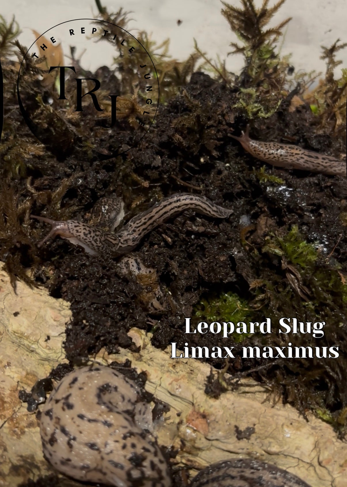 Leopard Slug, Limax maximus