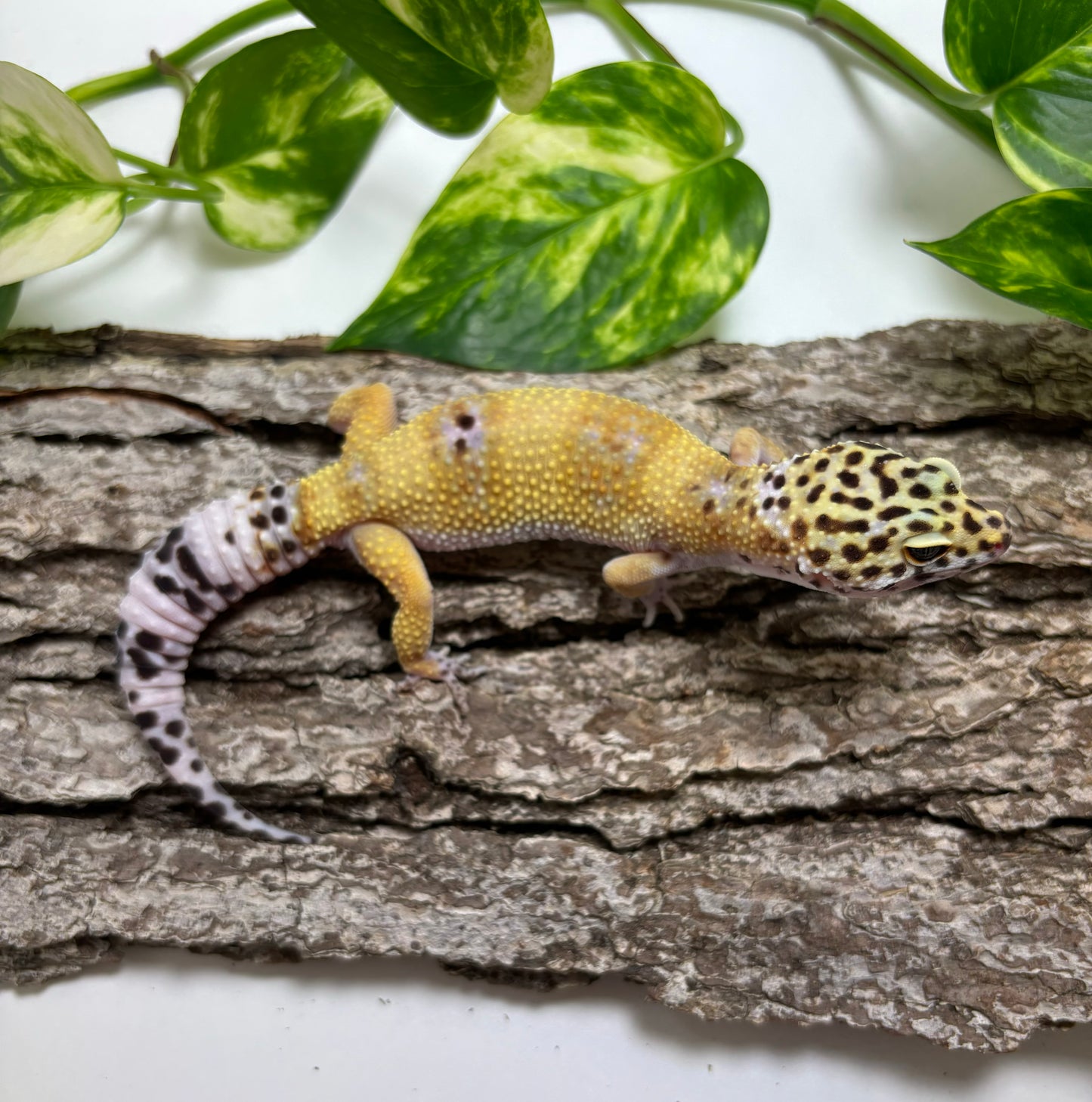 Mack Snow Electric Tangerine Leopard Gecko, TRJ-25