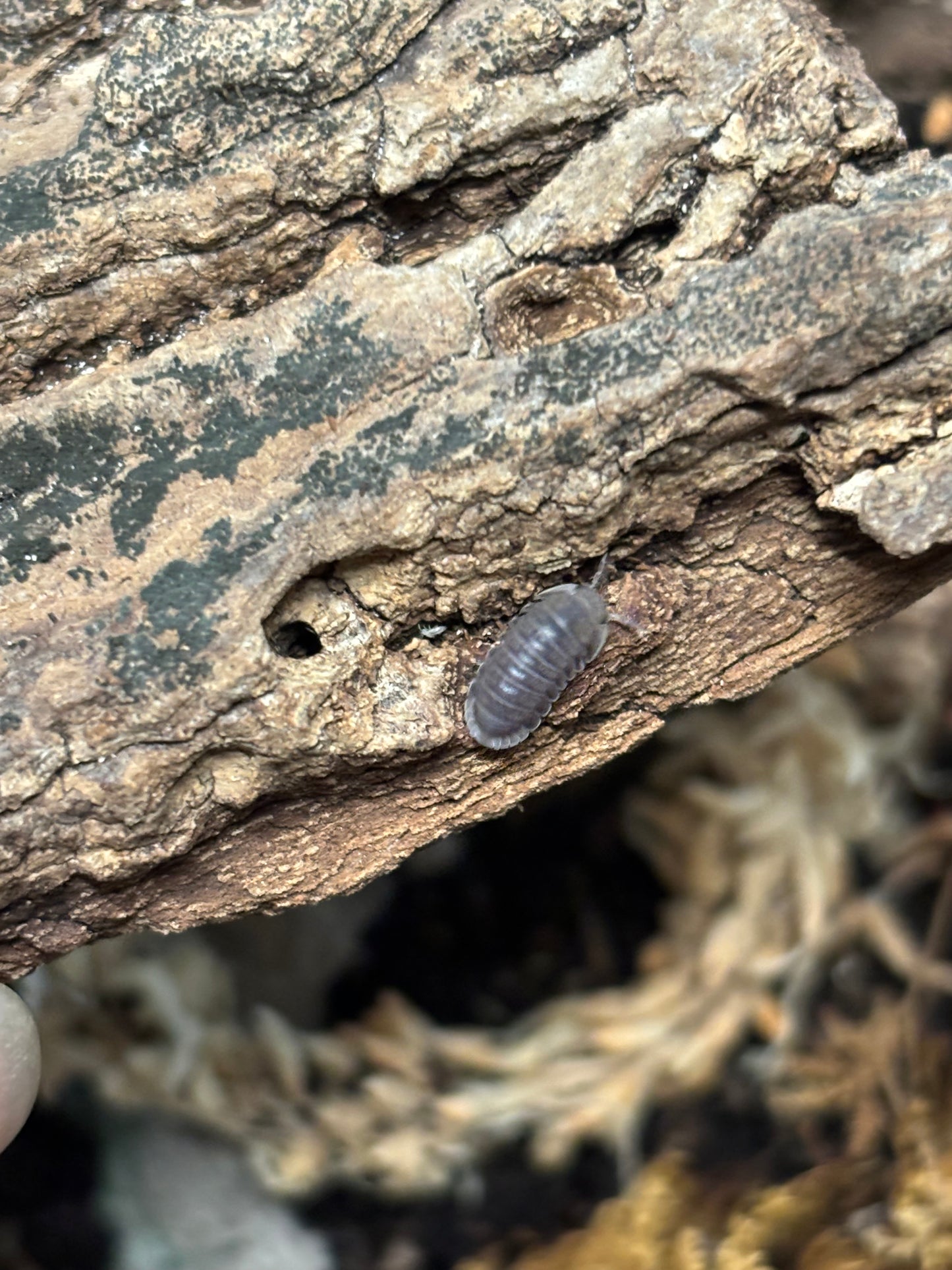 Cubaris sp Penguin Isopods