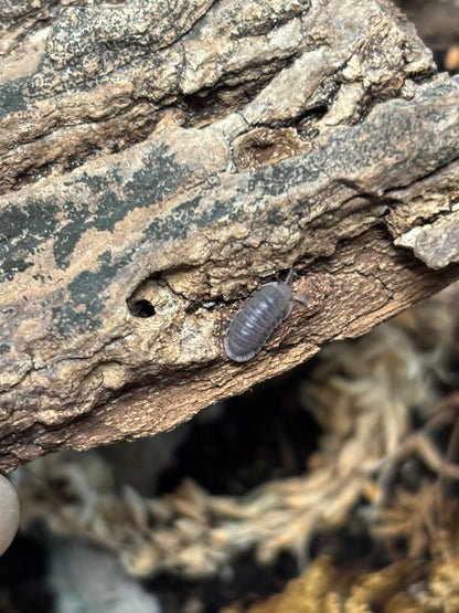 Cubaris sp Penguin Isopods