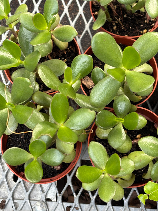 Jade Plant, Crassula ovata, plant for vivarium, terrarium plant, house plant