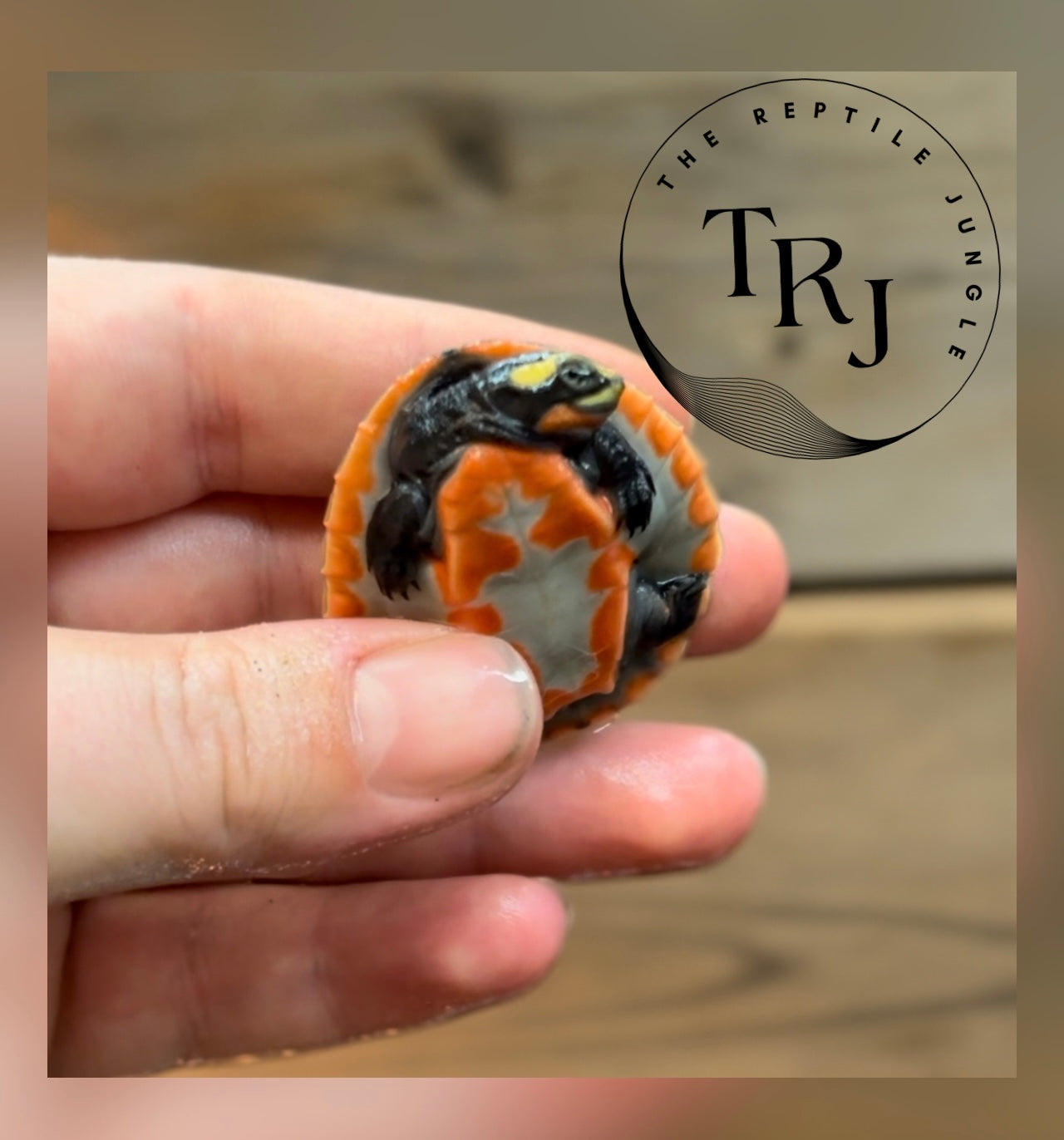 Pink Belly Sideneck Turtle