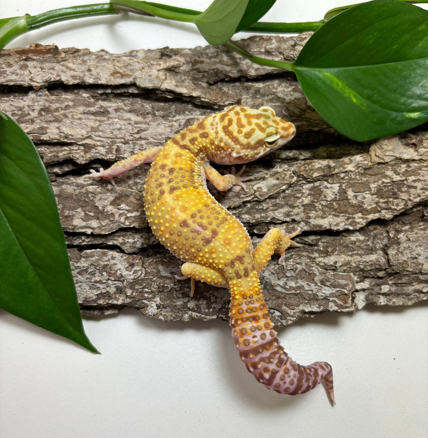 Tremper Albino Godzilla (pos super) Giant Leopard Gecko TRJ-76