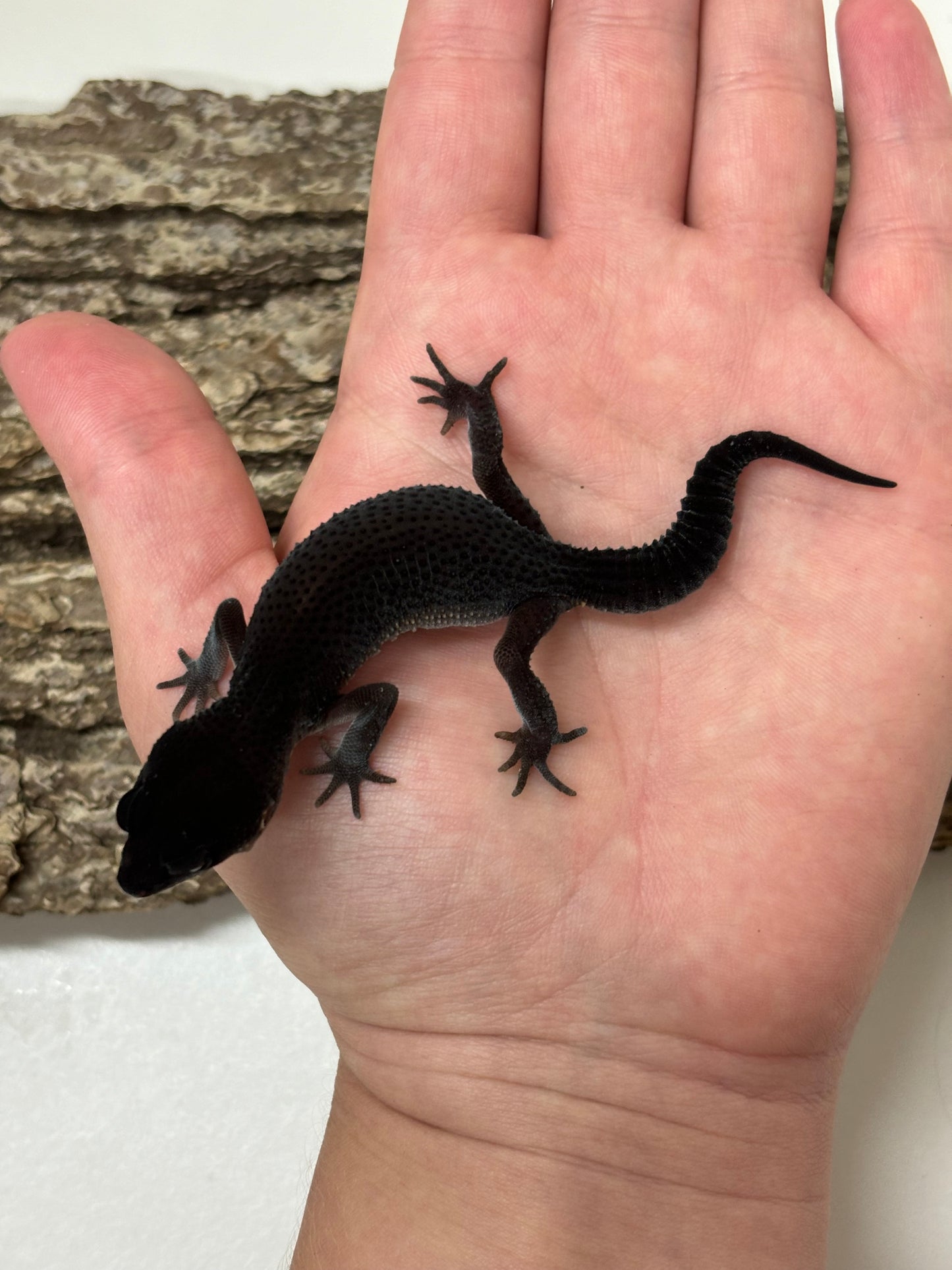 Black Night Leopard Gecko