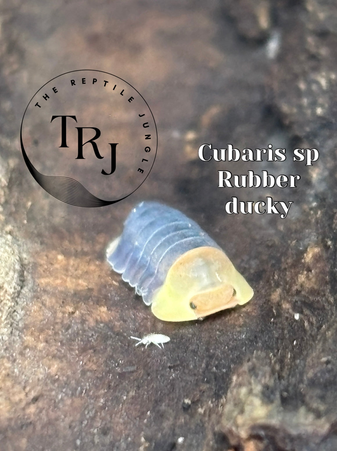Cubaris sp Rubber Ducky Isopods