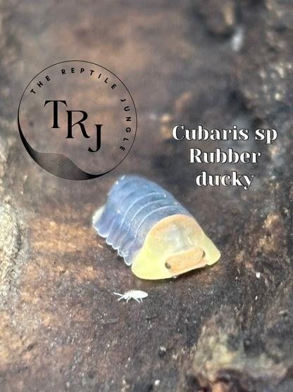 Cubaris sp Rubber Ducky Isopods