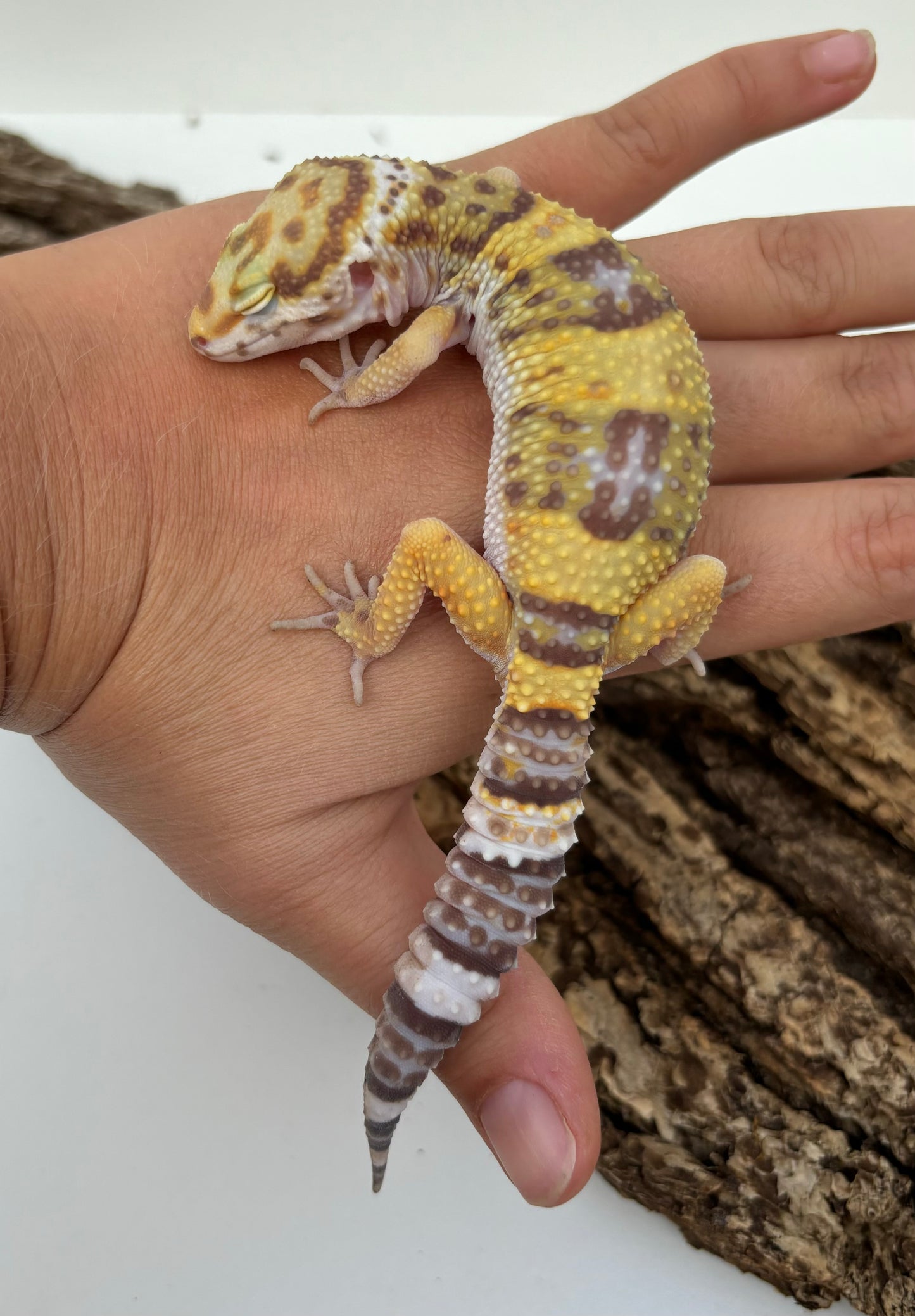 Godzilla Super Giant Tremper Albino Leopard Gecko - Female