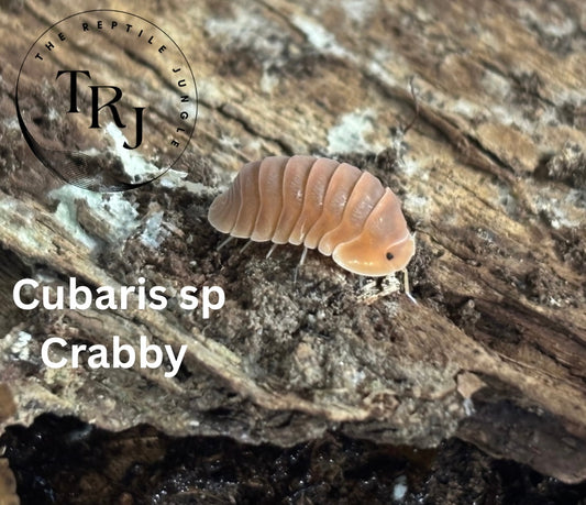 Cubaris Sp. Crabby Isopods