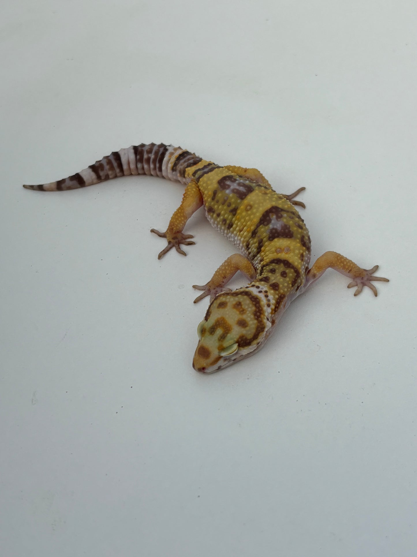 Godzilla Super Giant Tremper Albino Leopard Gecko - Female