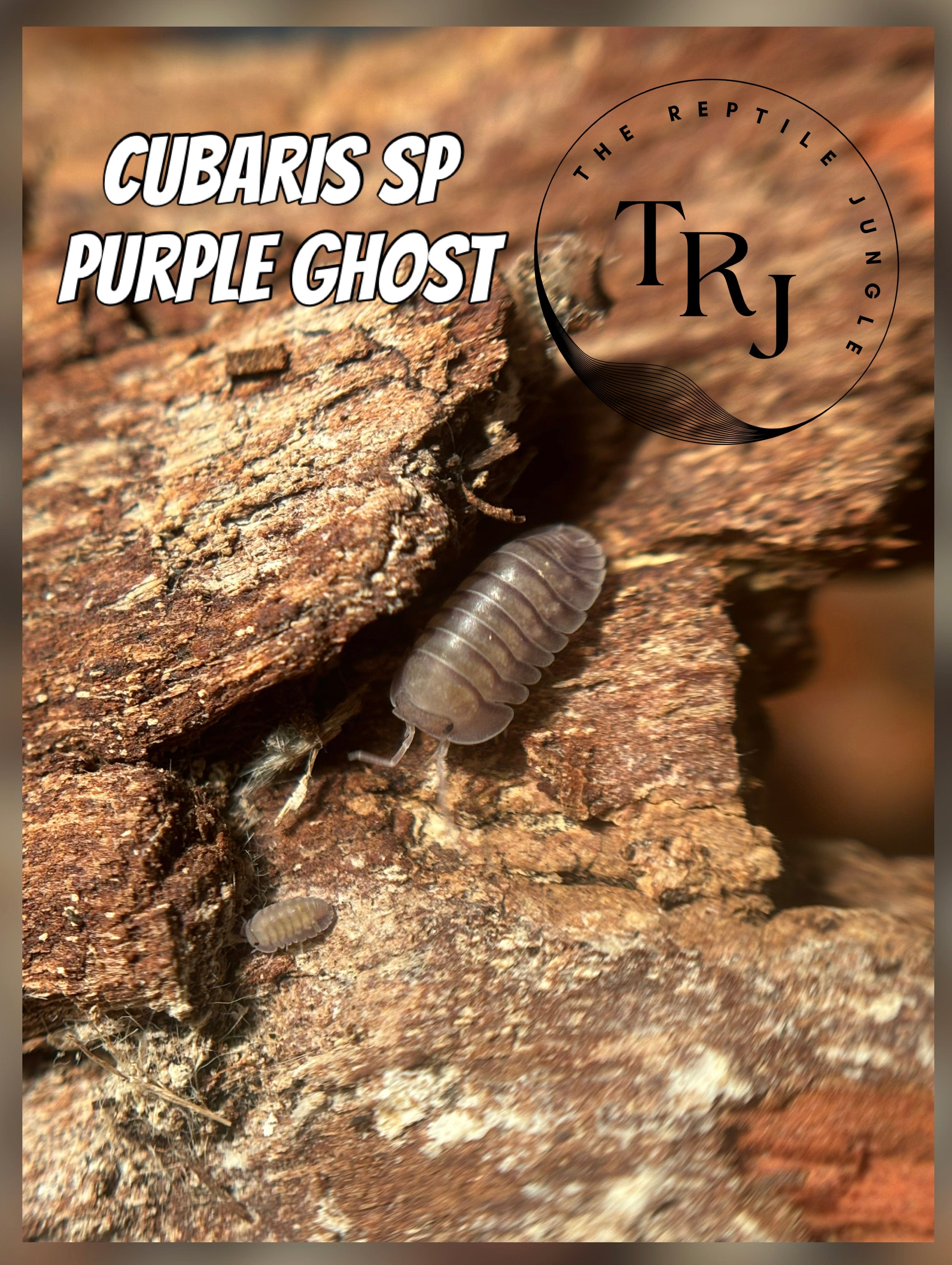 Cubaris sp Purple Ghost Isopods – The Reptile Jungle