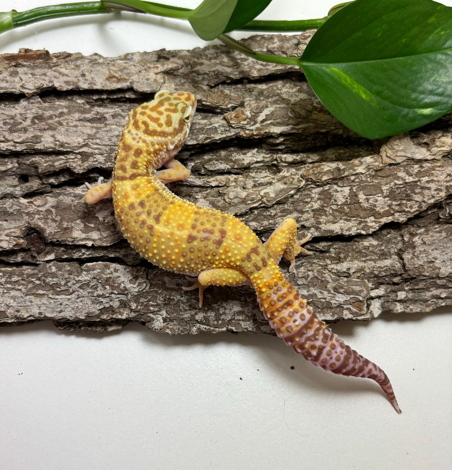 Tremper Albino Godzilla (pos super) Giant Leopard Gecko TRJ-76