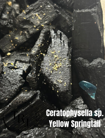 Ceratophysella sp. Yellow Springtail Culture, Springtails