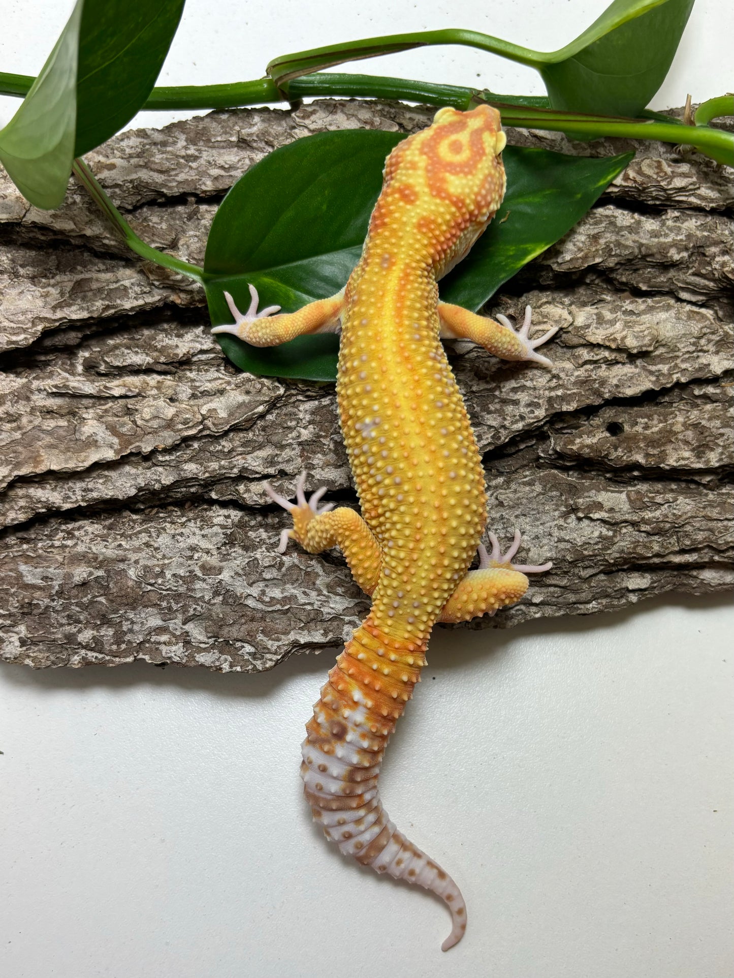 Rainwater Red Stripe Leopard Gecko Male TRJ-61