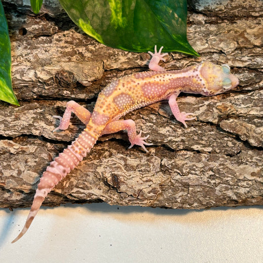 Mack Snow Bell Albino Leopard Gecko TRJ-93