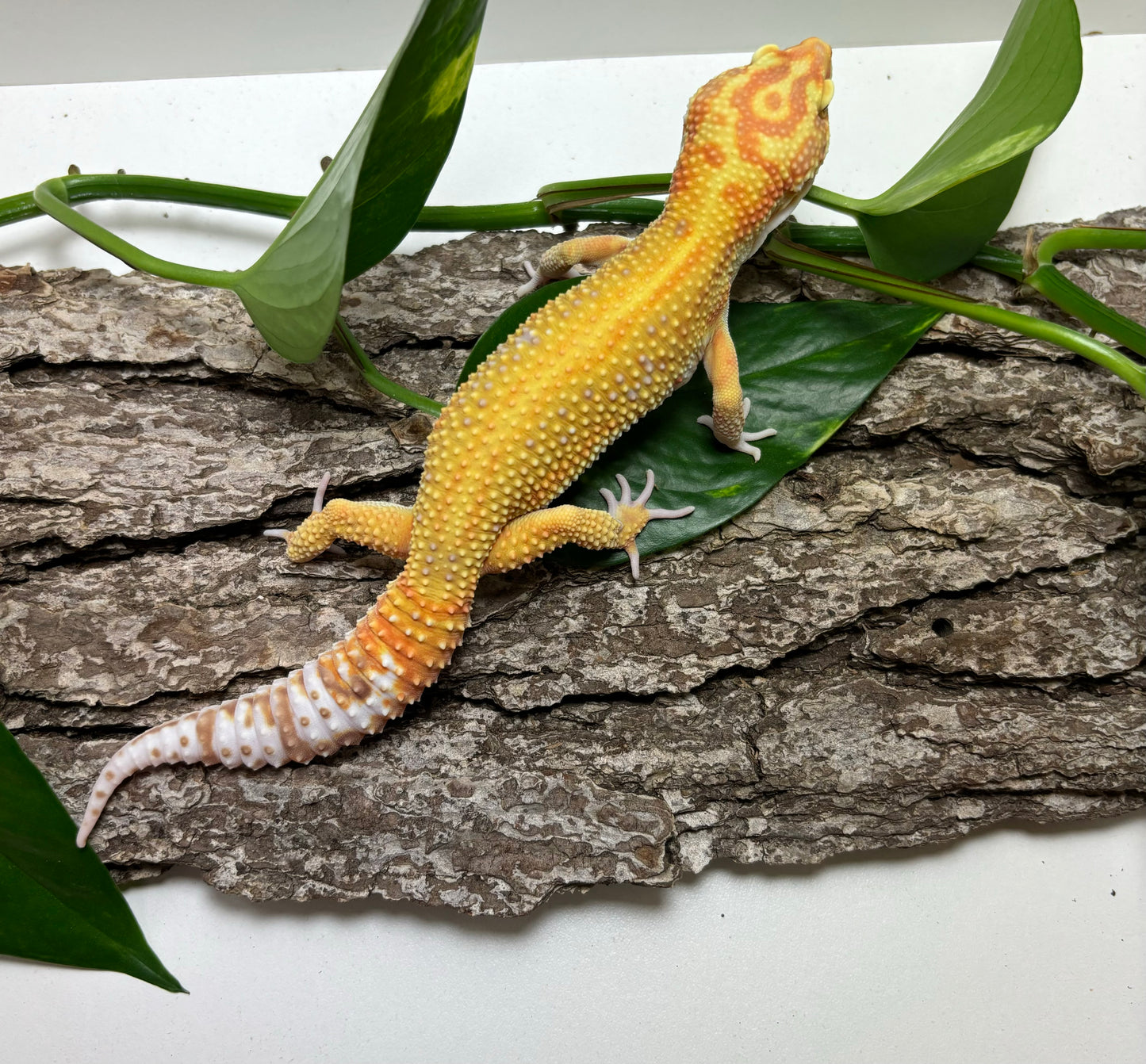 Rainwater Red Stripe Leopard Gecko Male TRJ-61