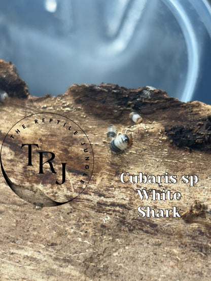 Cubaris sp White Shark Isopods