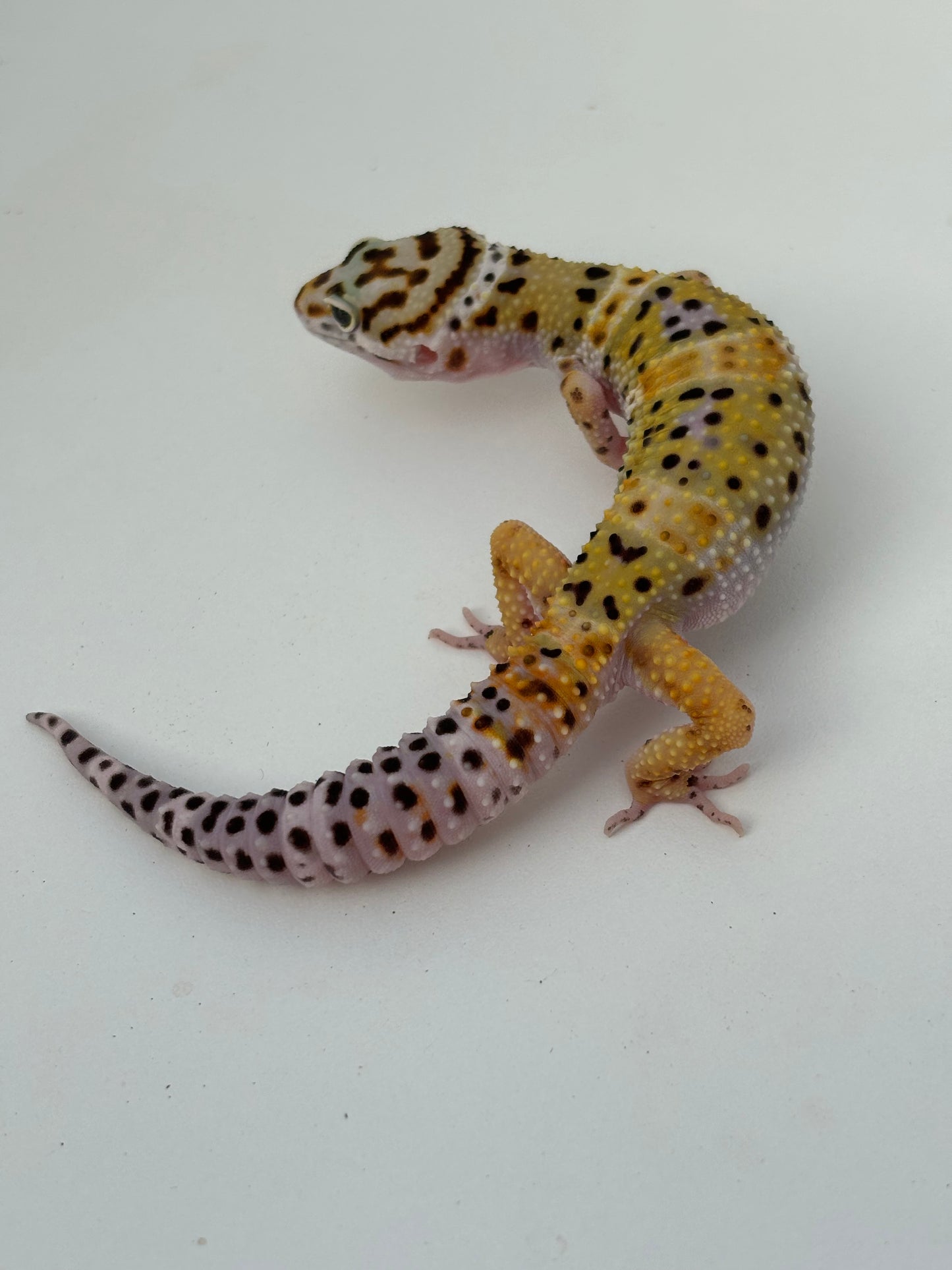 Godzilla Super Giant Leopard Gecko- Male