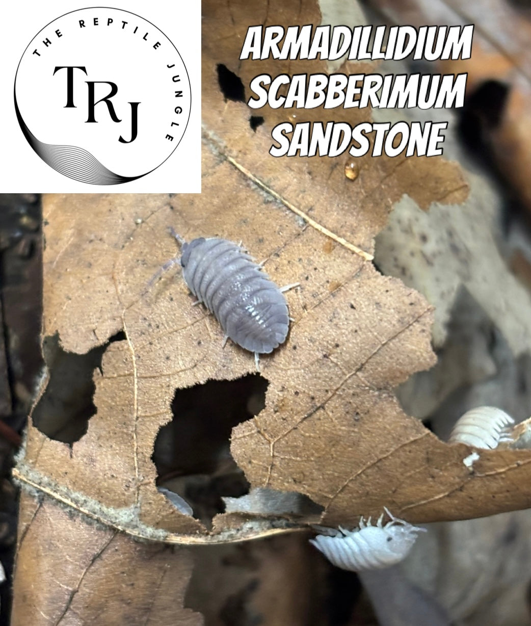 Armadillidium scaberrimum Sandstone Isopods