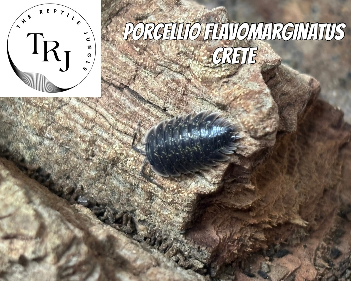 Porcellio flavomarginatus Crete Isopods