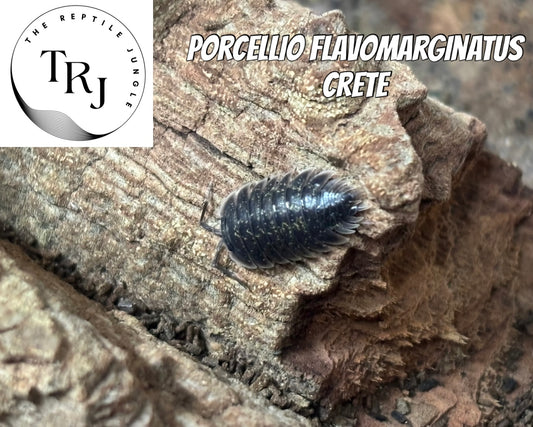 Porcellio flavomarginatus Crete Isopods
