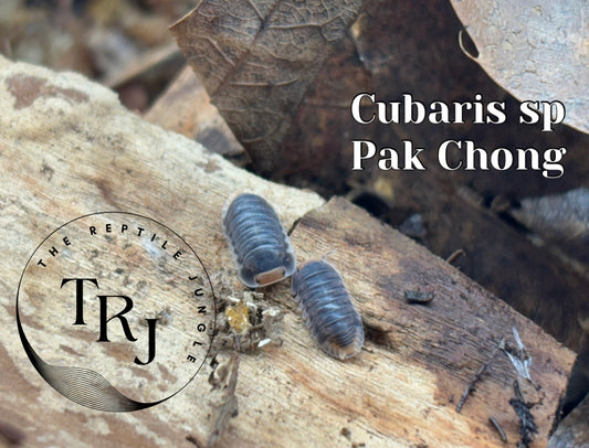 Cubaris sp Pak Chong Isopods
