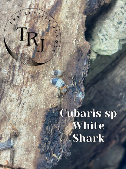Cubaris sp White Shark Isopods
