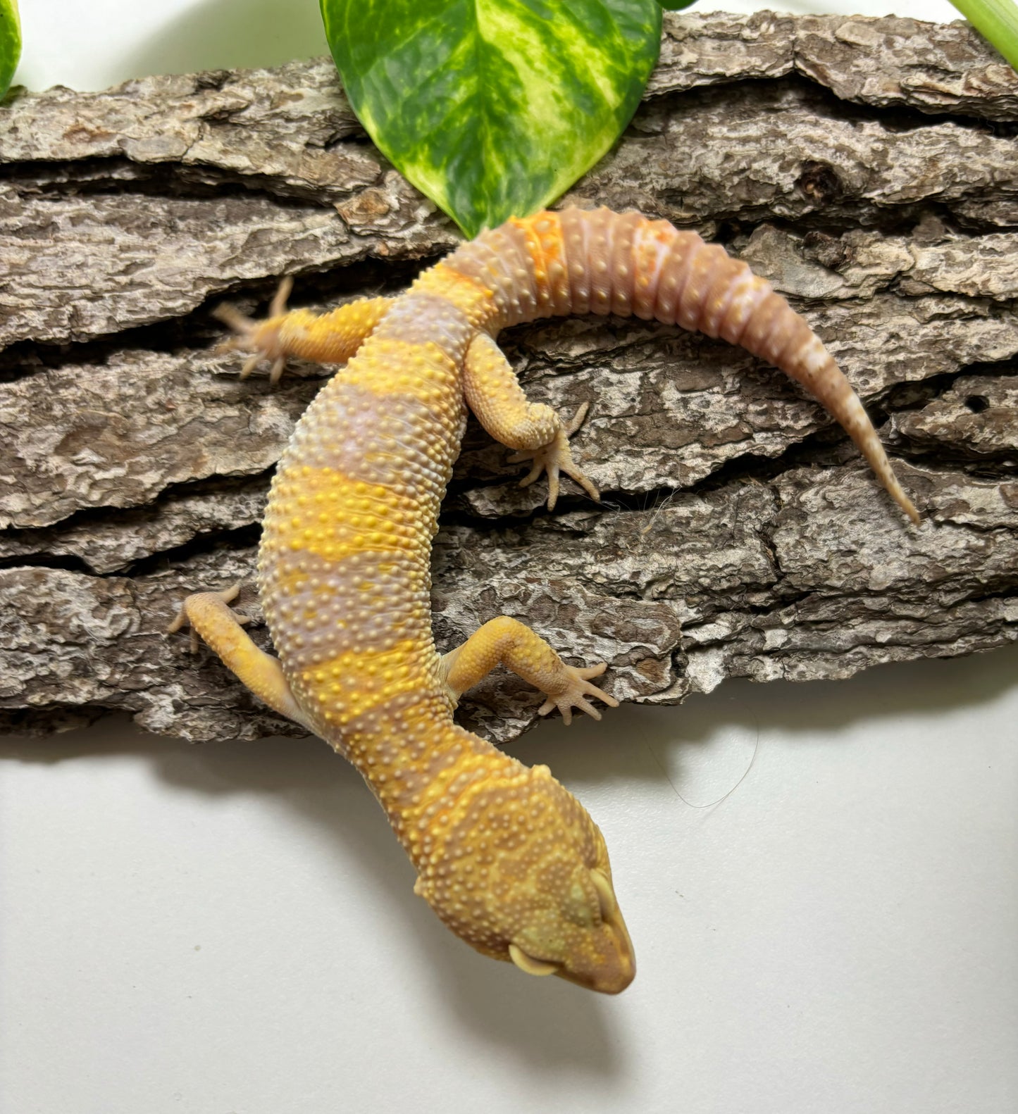 Raptor Leopard Gecko TRJ-47