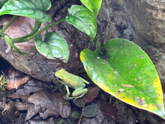 Phyllobates terribilis - Mint Dart Frog