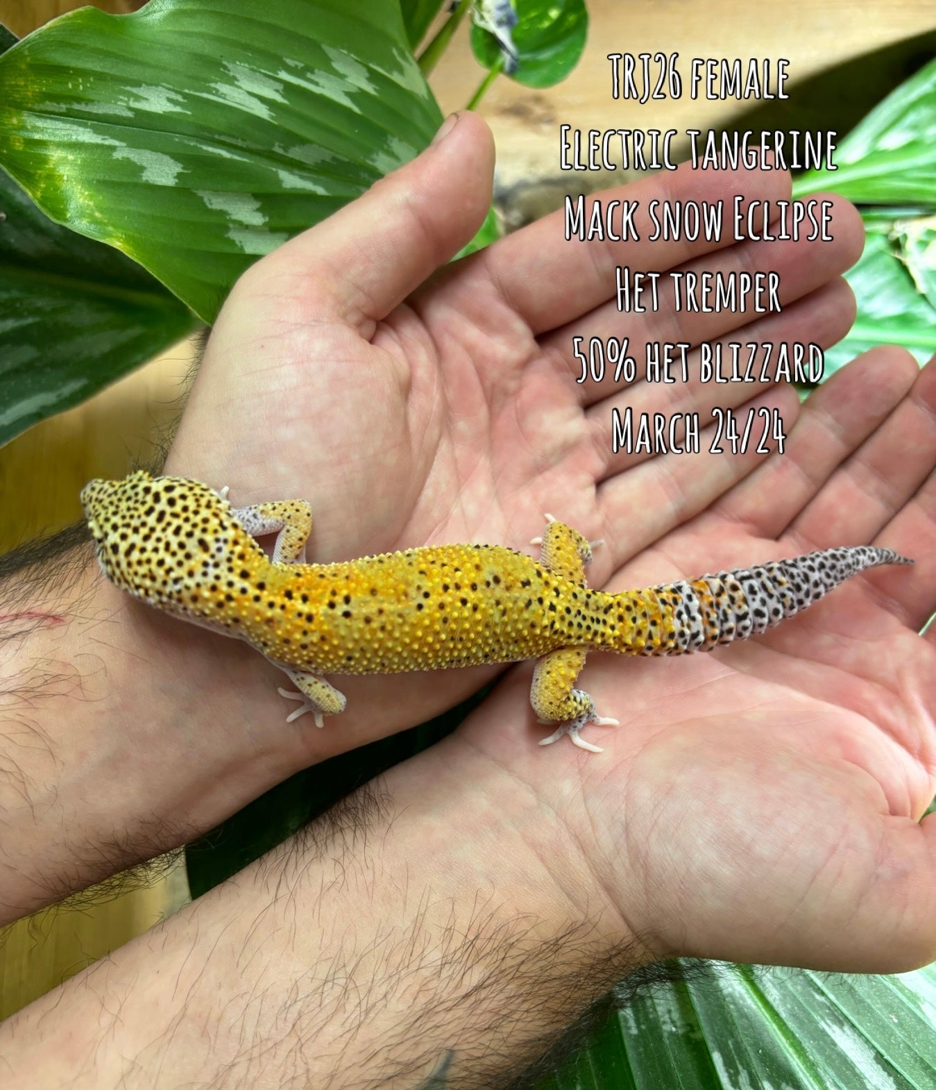 Electric Tangerine Mack Snow Eclipse Leopard Gecko Female