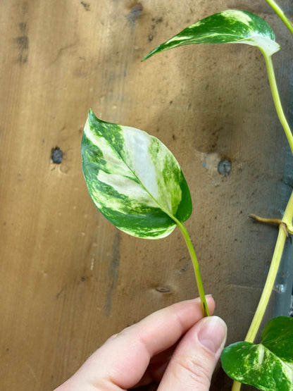Pothos plant