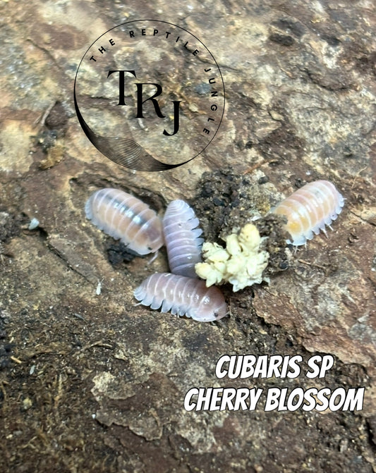 Cubaris Sp. Cherry Blossom Isopods