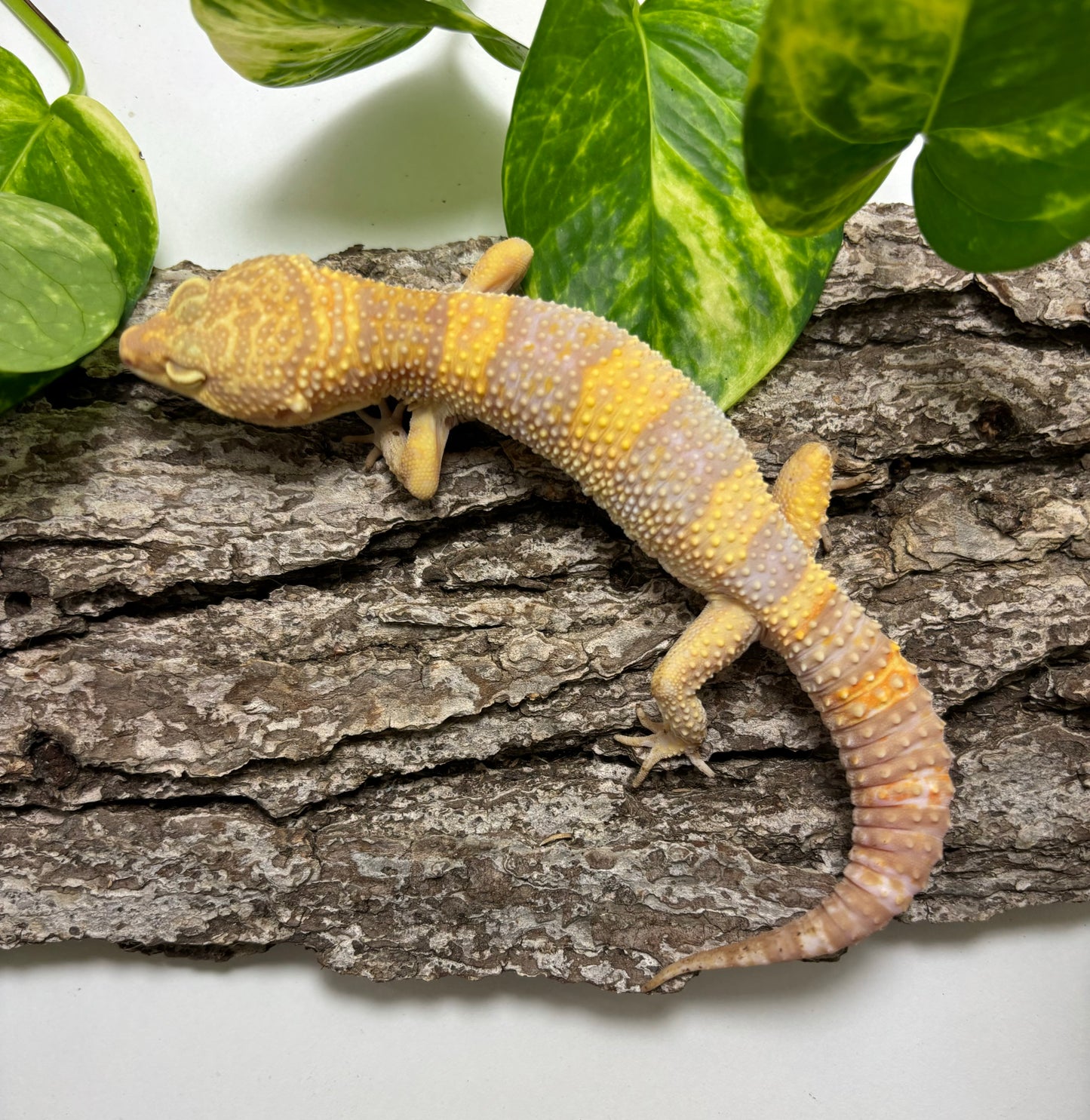 Raptor Leopard Gecko TRJ-47