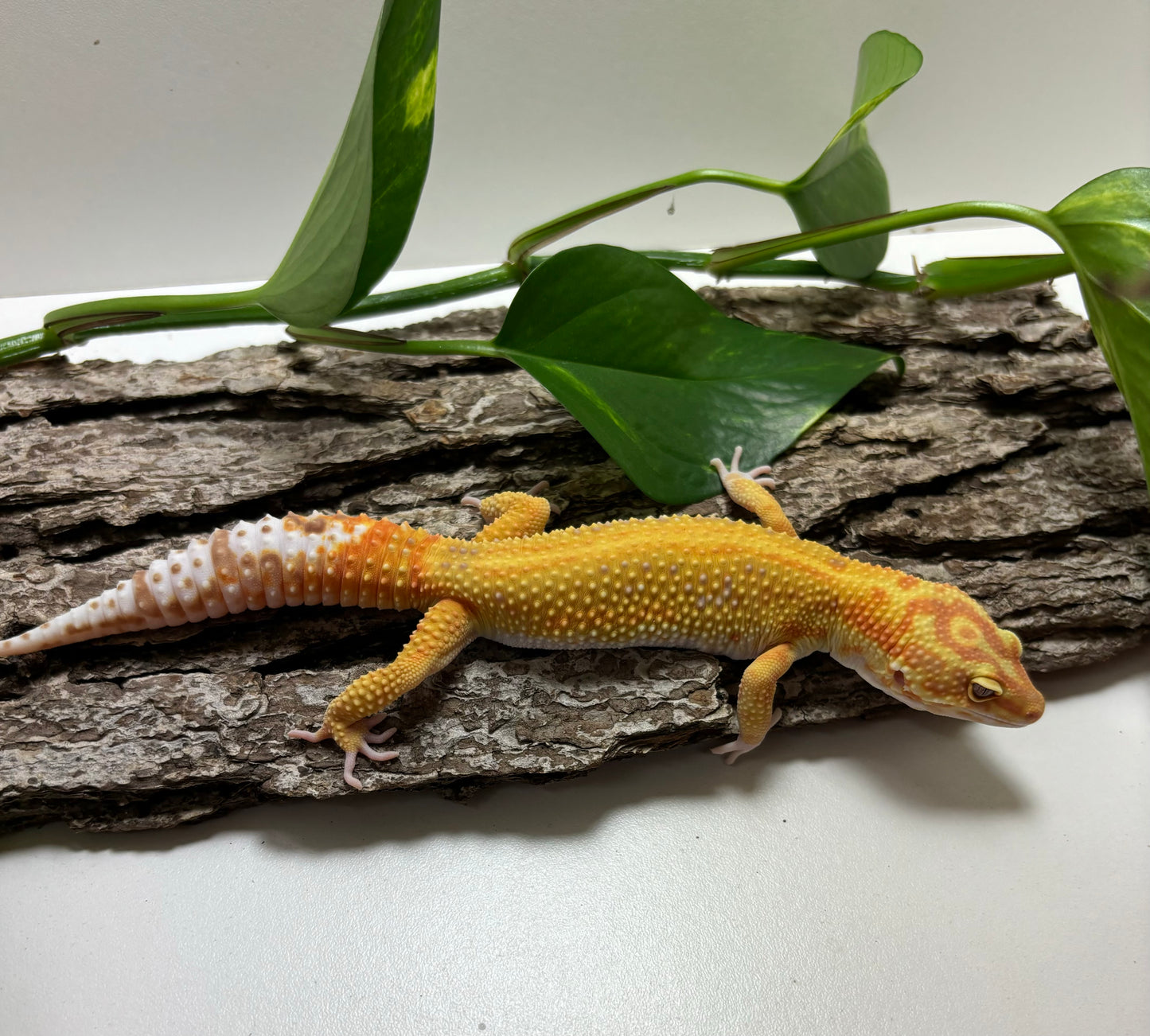 Rainwater Red Stripe Leopard Gecko Male TRJ-61