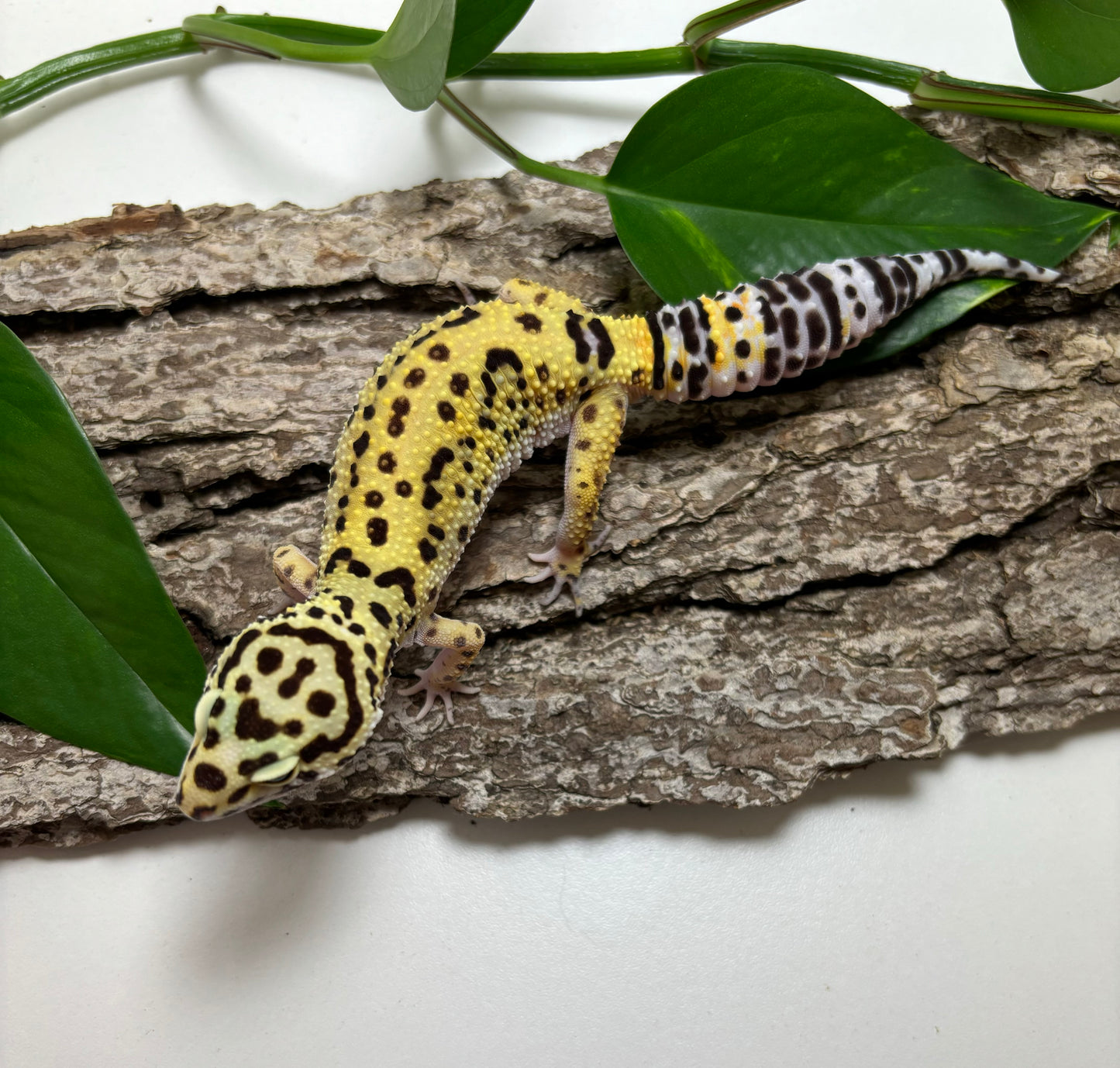 Godzilla (pos super) Giant Leopard Gecko TRJ-81