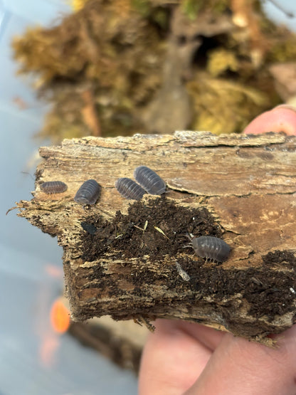 Cubaris sp. Black Panda Isopod