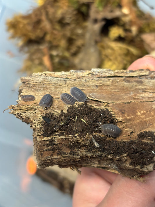 Cubaris sp. Black Panda Isopod