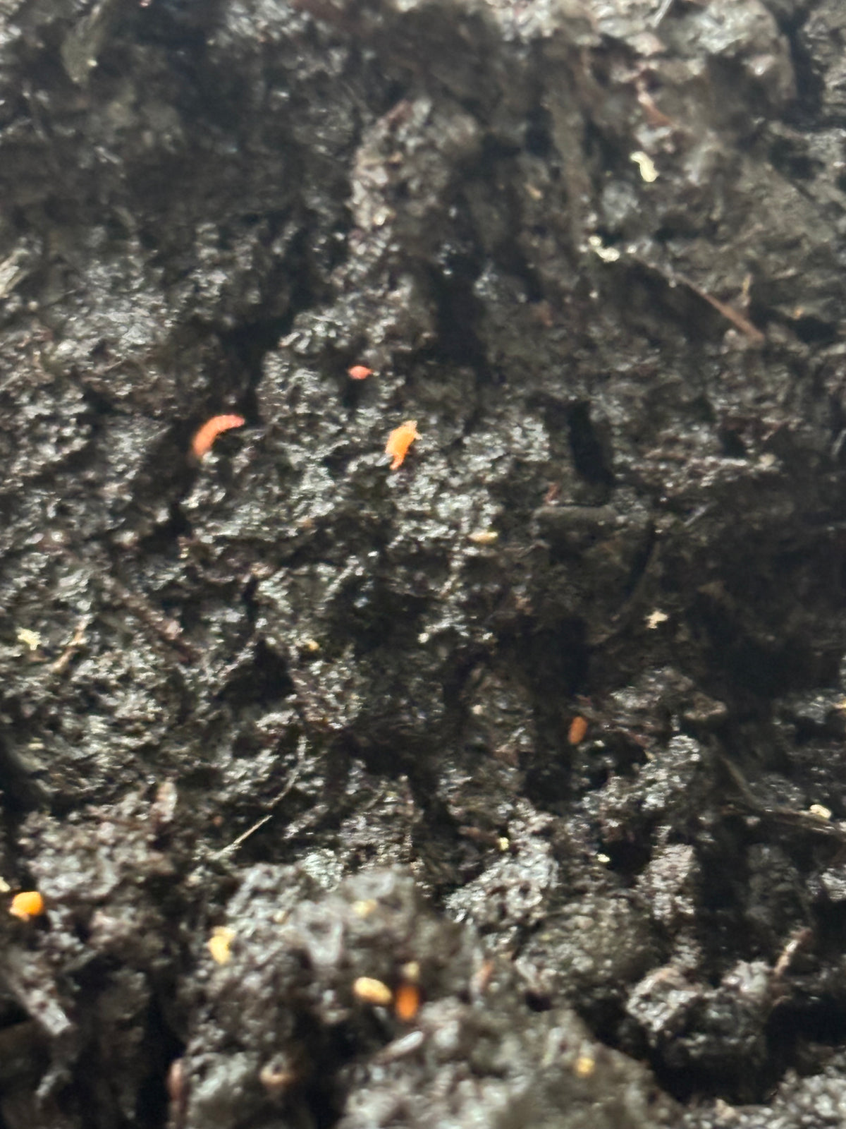 Yuukianura aphoruroides: Orange Springtail Culture, Springtails