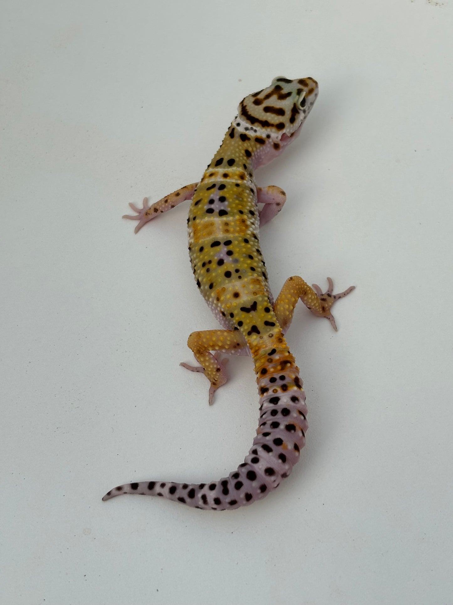 Godzilla Super Giant Leopard Gecko- Male