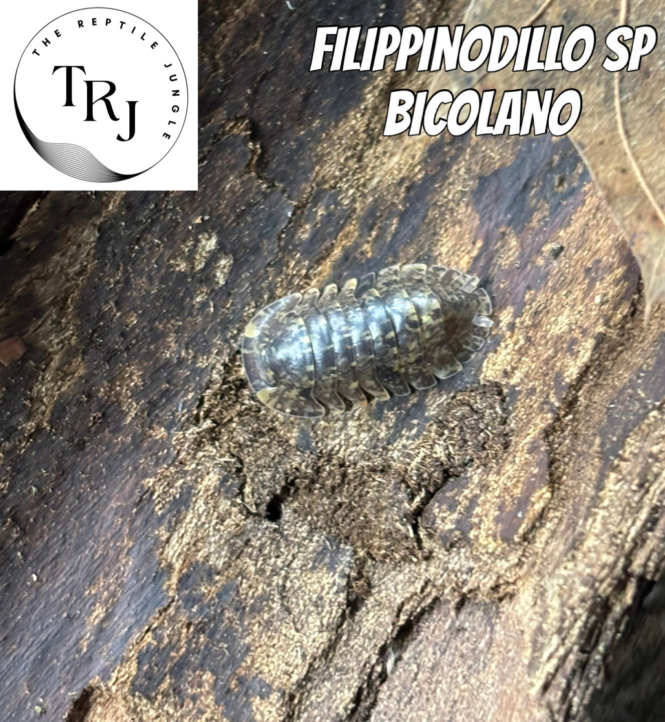 Filippinodillo bicolano Isopods