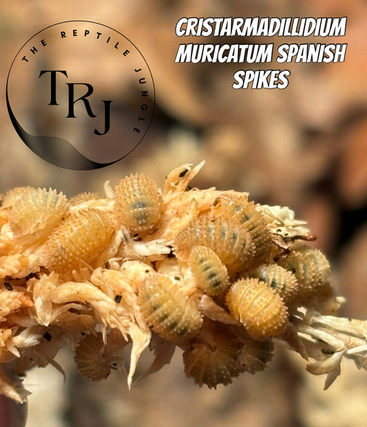 Cristarmadillidium muricatum Spanish Spikes “Pineapple” Isopods