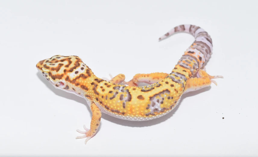 White & Yellow Bell Albino Leopard Gecko