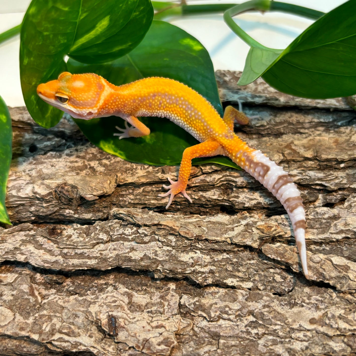 Rainwater Albino Red Stripe Leopard Gecko TRJ-96