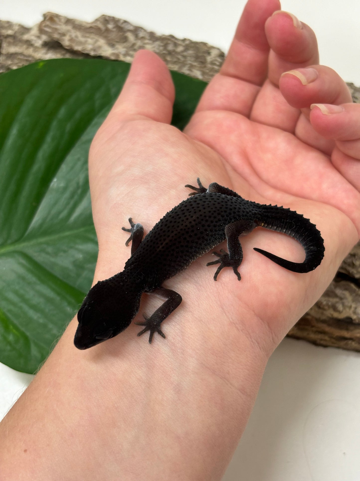 Black Night Leopard Gecko