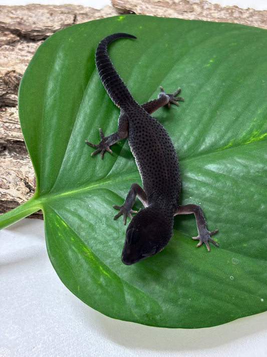 Black Night Leopard Gecko