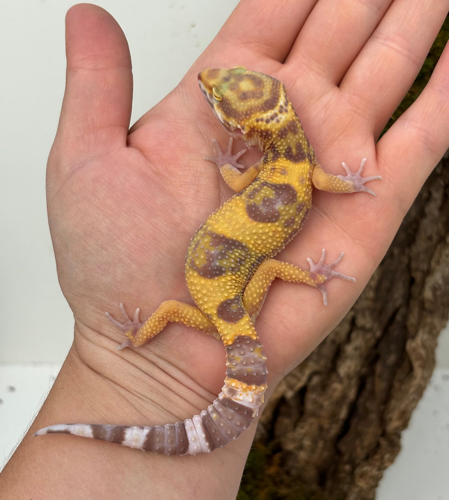 Godzilla Super Giant Tremper Albino Leopard Gecko - Female