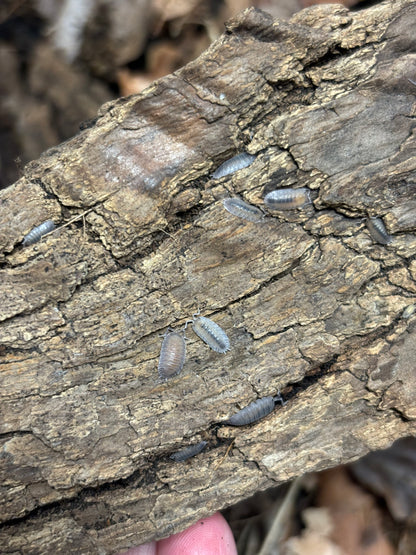 Porcellio Incanus Baeticensis Violet Isopod